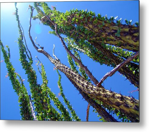 Desert Metal Print featuring the photograph Desert Thorns 2 by Megan Ford-Miller