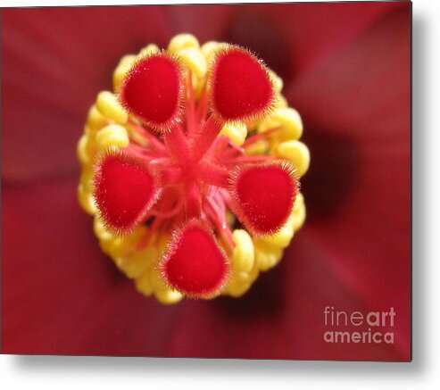 Flower Metal Print featuring the photograph Divine by Holy Hands