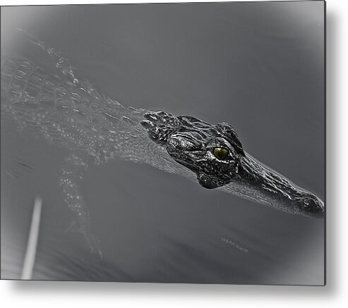 Alligator Metal Print featuring the photograph Doin The Gator Paddle by DigiArt Diaries by Vicky B Fuller