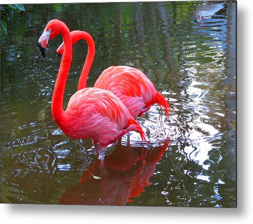 Birds Metal Print featuring the photograph Double Flamingo by Vijay Sharon Govender