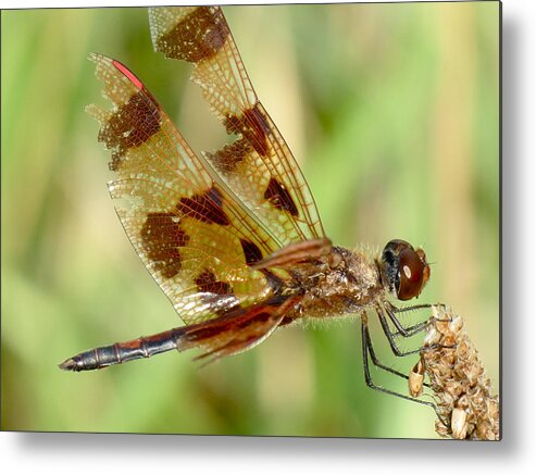 Dragonfly Metal Print featuring the photograph Dragonfly by Azthet Photography