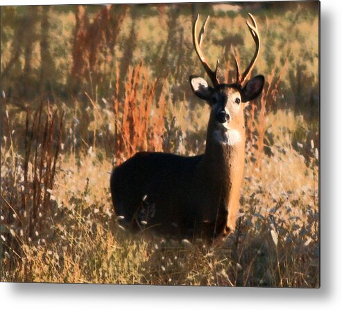 Buck Metal Print featuring the painting Eight Point Buck by Karen Harrison Brown