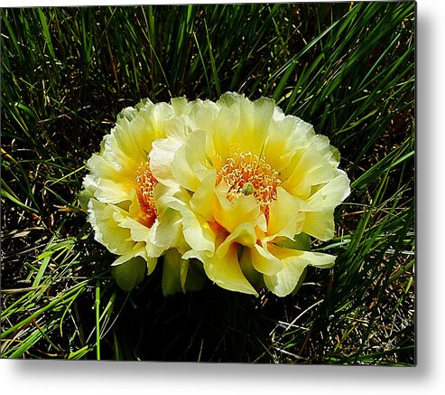 Cactus Metal Print featuring the photograph Plains Prickly Pear Cactus by Blair Wainman