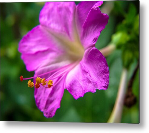 Flowers Metal Print featuring the photograph Evening Blossom by Stacy Michelle Smith