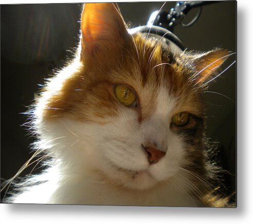 Cat Metal Print featuring the photograph Eye of the Beholder by Crespo