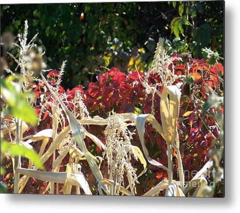 Fall Colors Metal Print featuring the photograph Fall Harvest of Color by Dorrene BrownButterfield