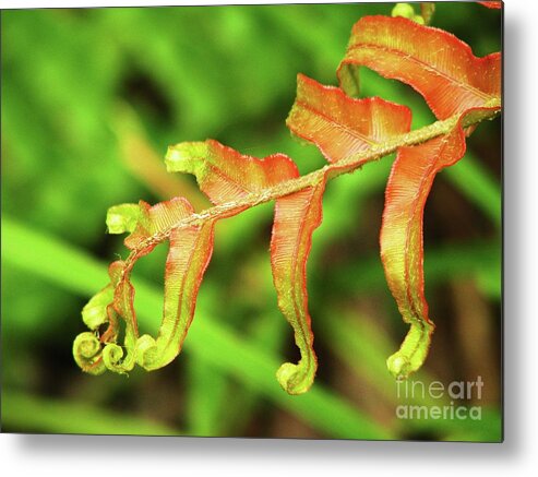 New Zealand Metal Print featuring the photograph Fern Curls by Michele Penner