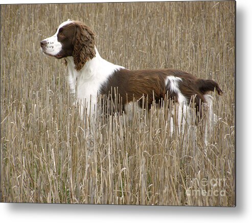 English Springer Spaniel Metal Print featuring the photograph Field Bred Springer Spaniel by Angie Rea