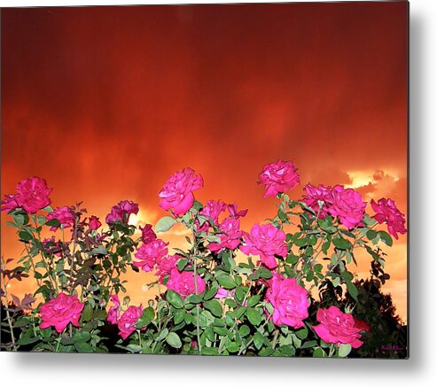 Firery Roses Canvas Prints Metal Print featuring the photograph Firery Roses by Wendy McKennon