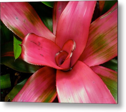 Flower Metal Print featuring the photograph Flower Candy by Felix Concepcion