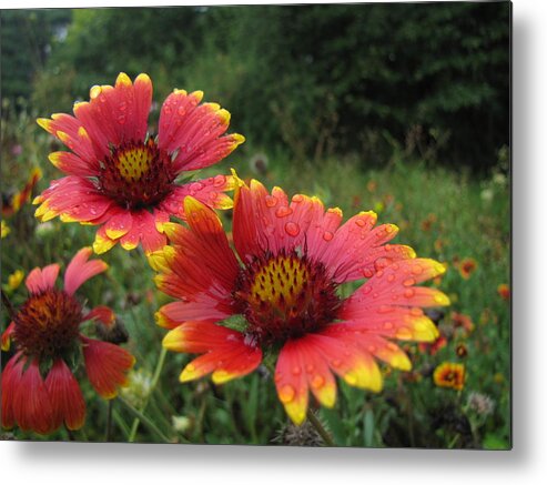 Background Metal Print featuring the photograph Flower by John Crothers