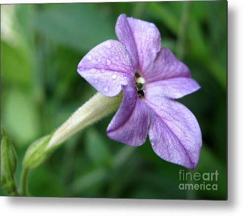 Flowers Metal Print featuring the photograph Flower by Tony Cordoza