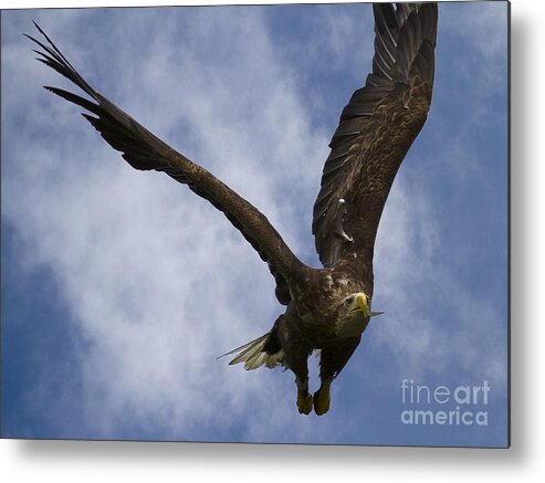 White_tailed Eagle Metal Print featuring the photograph Flying European Sea Eagle I by Heiko Koehrer-Wagner
