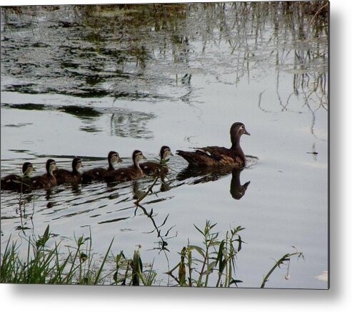 Woodduck Metal Print featuring the photograph Follow The Leader by Kim Galluzzo