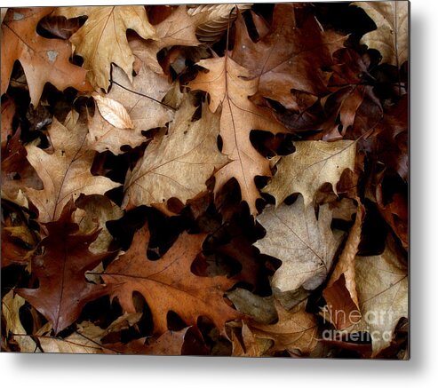 Brown Metal Print featuring the photograph Forest Floor. Autumn Brown. by Angie Rea