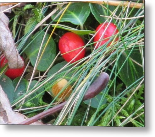 Nature Metal Print featuring the photograph Forest Floor by Loretta Pokorny