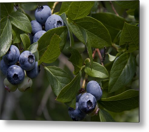 Nature Metal Print featuring the photograph Fresh Blueberries by Michael Friedman