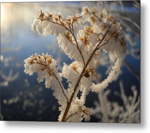 Frost Metal Print featuring the photograph Frosty Dry Wood Aster by Kent Lorentzen