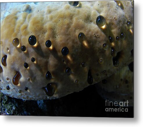 Fungus Metal Print featuring the photograph Fung Dew by Mark Holbrook