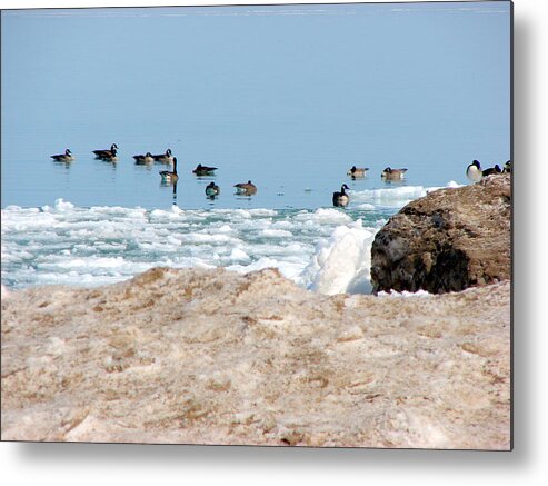 Geese Metal Print featuring the mixed media Geese at Spring Breakup by Bruce Ritchie
