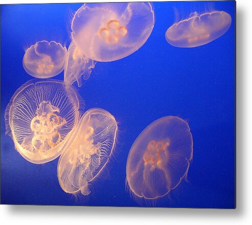 Jellyfish Metal Print featuring the photograph Glowing Jellyfish by Karen Nicholson