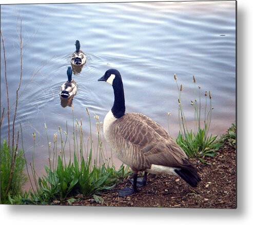 Goose Metal Print featuring the photograph Goose and Ducks by Kelly Hazel