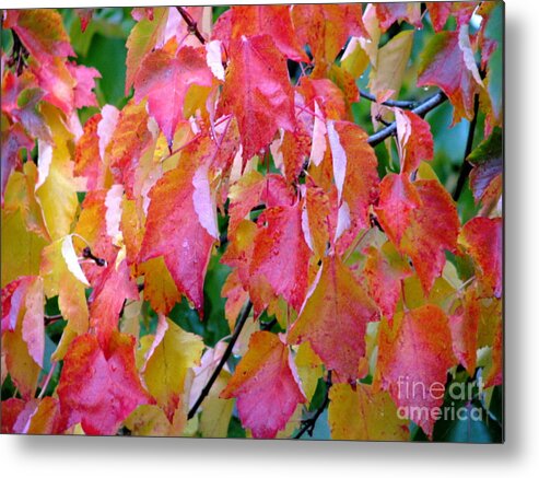 Leaves Metal Print featuring the photograph Gracefully Into Fall by Rory Siegel