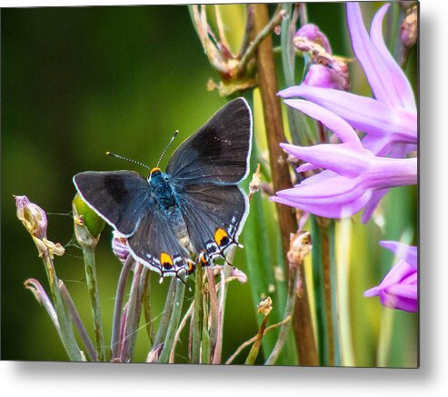 Gray Hairstreak Metal Print featuring the photograph Gray Hairstreak Butterfly by Stacy Michelle Smith