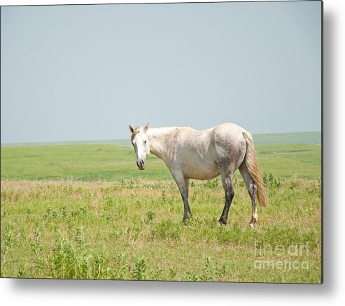 Horse Metal Print featuring the photograph Gray on Prairie by Sari ONeal
