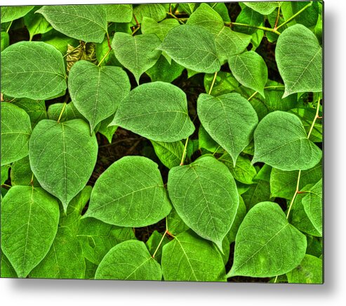 Photography Metal Print featuring the photograph Green by Paul Wear