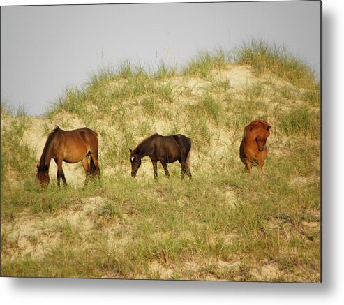 Dunes Metal Print featuring the photograph Hanging out on the dunes living free by Kim Galluzzo