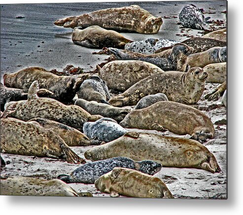 Seal Metal Print featuring the photograph Harbor Seals Resting by Samuel Sheats