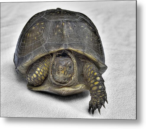 Hare-less Tortoise Metal Print featuring the photograph Hare-Less Tortoise by William Fields