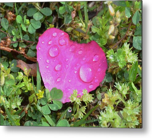 Rose Metal Print featuring the photograph Heart of a rose 003 by George Bostian