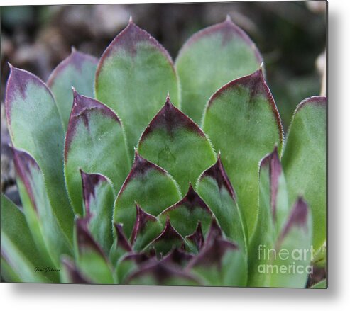 Hens And Chicks Plant Metal Print featuring the photograph Hens and Chicks by Yumi Johnson
