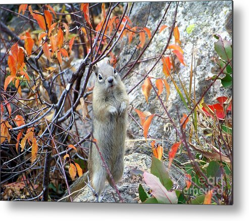 Ground Squirrel Metal Print featuring the photograph Hey There by Dorrene BrownButterfield
