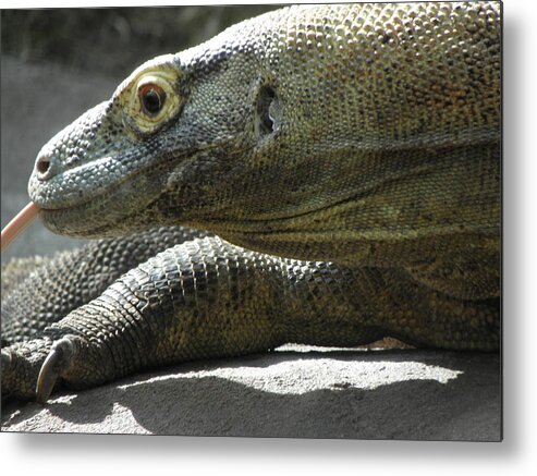 Monitor Metal Print featuring the photograph Hiss by Kim Galluzzo