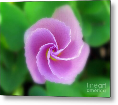 Flower Metal Print featuring the photograph Honesty Photography by Holy Hands