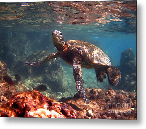 Hawaiian Sea Turtle Metal Print featuring the photograph Honu in the Shallows by Bette Phelan