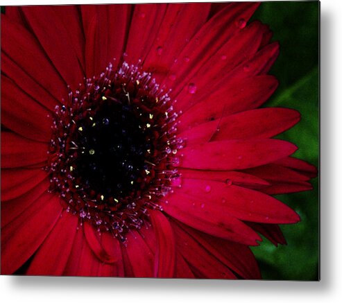Flower Metal Print featuring the photograph Hot Pink Flame by Frank Blakely