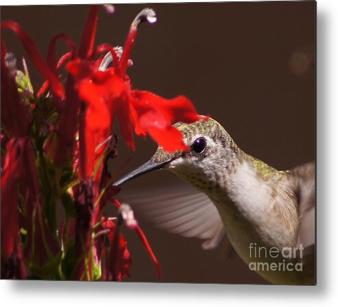 Hummingbird Metal Print featuring the photograph Hummingbirds Love Cardinal Flower 1 by Robert E Alter Reflections of Infinity
