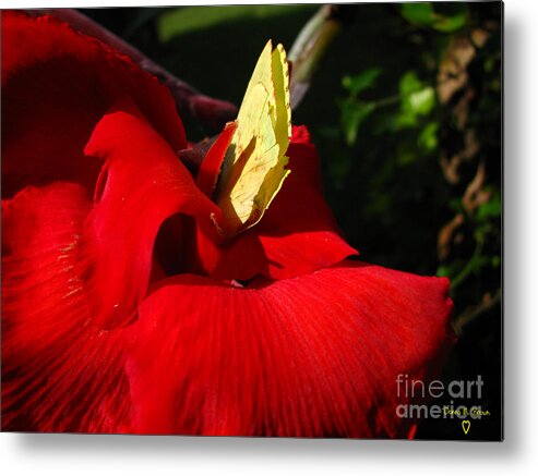 Flower Metal Print featuring the photograph Hungry by Donna Brown