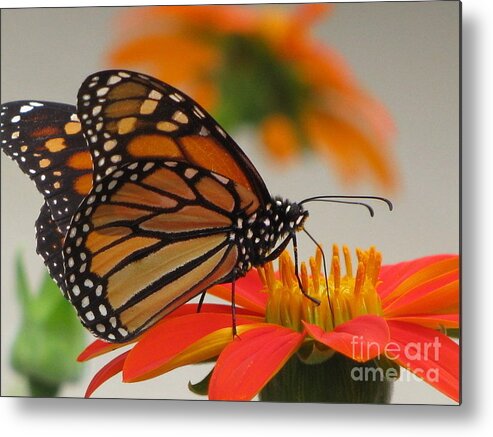 Flower Metal Print featuring the photograph Hungry by Holy Hands