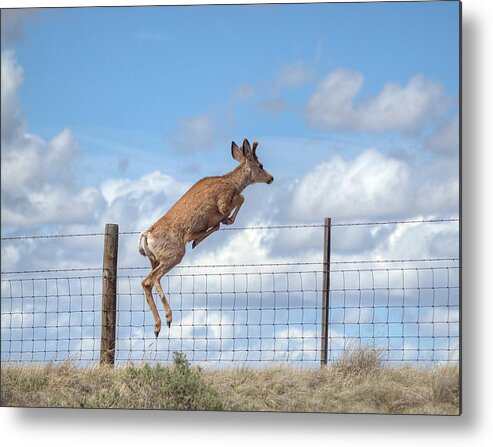 Deer Metal Print featuring the photograph I Am Outta Here by HW Kateley