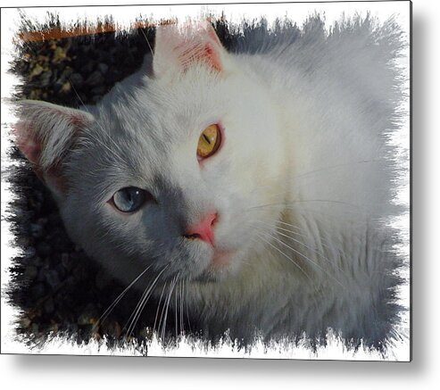 Cat Metal Print featuring the photograph I called him Bleau by Kim Galluzzo
