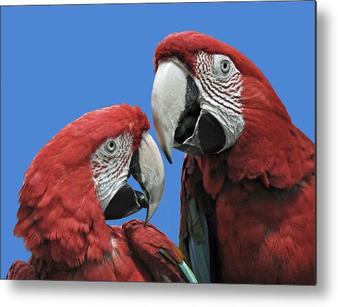 Parrot Metal Print featuring the photograph I Told You So by Rodney Campbell