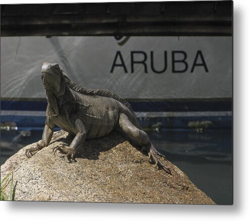 Iguana Metal Print featuring the photograph Iguana by David Gleeson