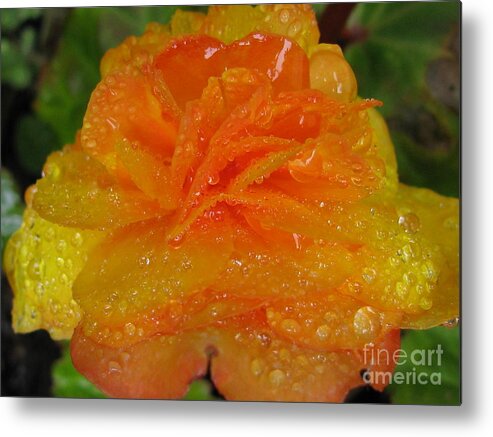 Flower Metal Print featuring the photograph Illuminate Photography by Tina Marie