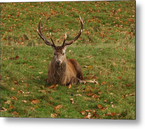 Red Deer Metal Print featuring the photograph In a Bit of a Rut by Steve Watson