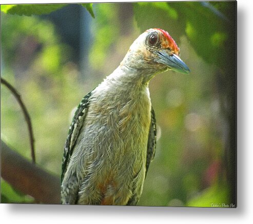 Nature Metal Print featuring the photograph Inquisitive Woodpecker by Debbie Portwood